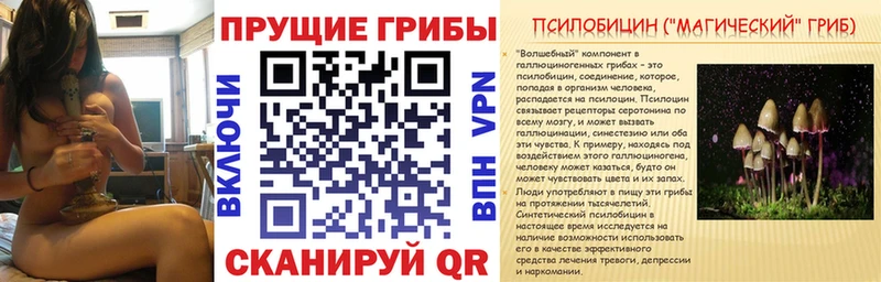 KRAKEN   Калачинск  Псилоцибиновые грибы Psilocybe 